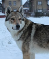 /album/galeria/csv-z-vychodnej-jpg/